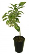 Citrus limon LIMONE VARIEGATO- Poncirus RARITA (2/2)