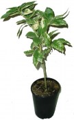 Citrus limon LIMONE VARIEGATO- Poncirus RARITA (1/2)