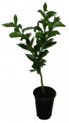 Citrus limonimedica 
