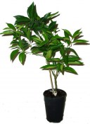 Citrus limonimedica 