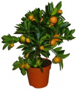 Citrus mandarinka calamondin PREMIUM KVALITY