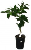 Citrus mandarinkovník sp. NOVA