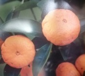 Citrus střední Mandarino cleopatra - RARITA