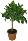 Citrus střední Mandarino cleopatra - RARITA (2/3)