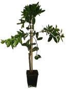 Banánovník Musa Florida Variegata