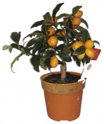 Citrus na kmínku Kumquat obovata (1/2)