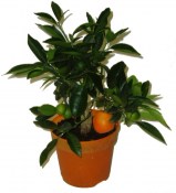 Citrus na kmínku Kumquat obovata (2/2)