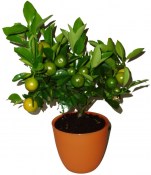 Citrus Orange Calamondin s plody
