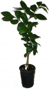 Citrus roubovaný bergamia Bergamotte