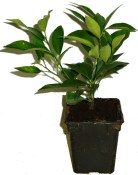 Citrus sazenice  Limequat