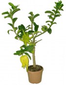 Citrus střední Budhova ruka 2.jakost č. 19