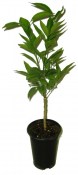 Citrus unshiu ''SAIGON SRA 29''