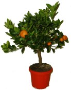 Citrusy Calamondin mandarinkový stromek 2.jakost
