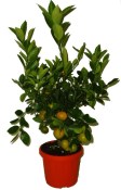Citrusy Calamondin mandarinkový stromek 2.jakost (4/4)