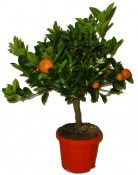 Citrusy Calamondin mandarinkový stromek 2.jakost