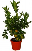 Citrusy Calamondin mandarinkový stromek 2.jakost (4/4)