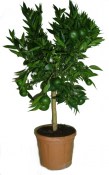 Clementina s kumquátem Kucle RARITA (2/2)