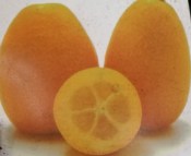 Clementina s kumquátem Kucle RARITA (1/2)