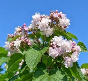 Clerodendrum fragrans – Blahokeř čínský