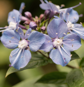 Clerodendrum ugandense - Blahokeř ugandský (2/2)