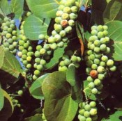 Cocoloba uvifera - atraktivní červené listy a plodí jedlé plody RARITNÍ KUS VELKÁ ROSTLINA