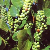 Cocoloba uvifera - atraktivní červené listy a plodí jedlé plody RARITNÍ KUS VELKÁ ROSTLINA