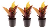 Codiaeum variegatum 'Petra' -  Kroton pestrý