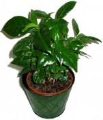 Coffea arabica - Kávovník - minimálně 10 rostlin