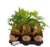 Cojoba arborea - Everfresh Tree - Spící strom