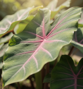 Colocasia esculenta Pink China - Kolokázie jedlá (2/2)