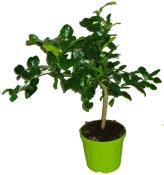 Combava citrus Hystrix 2.jakost