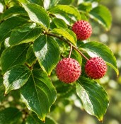 Cudrania tricuspidata – Kudránie tříhrotá