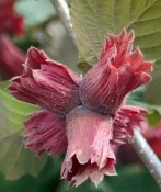 Corylus Rode Zellernoot - Líska červená