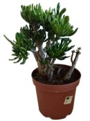Crassula ovata sunset - tlustice 15