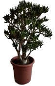 Crassula ovata sunset - tlustice XXL 11