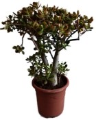 Crassula ovata sunset - tlustice XXL 12