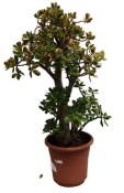 Crassula ovata sunset - tlustice XXL 13