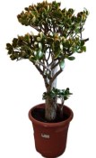 Crassula ovata sunset - tlustice XXL 14