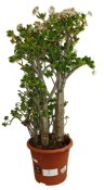 Crassula ovata tlustice XXL 