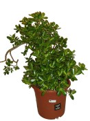 Crassula ovata tlustice XXL