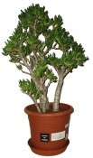 Crassula ovata tlustice XXL