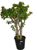 Crassula velký stromokeř tlustice ovata xxl