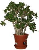 Crassula velký stromokeř tlustice ovata xxl