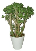 Crassula velký stromokeř tlustice sunset