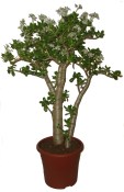 Crasulla velký stromokeř tlustice horn tree (2/2)