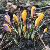 Crocus - krokus tricolor 