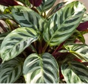 Ctenanthe setosa Compactstar (2/2)