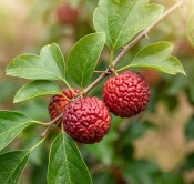 Cudrania tricuspidata – Kudránie tříhrotá keř