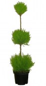 Cupressus Macro. goldcrest shape triobol