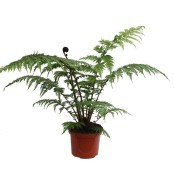 Cyathea cooperi - Australská stromová kapradina 
